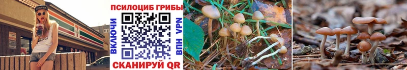 Галлюциногенные грибы Psilocybine cubensis  Купить  Чехов 